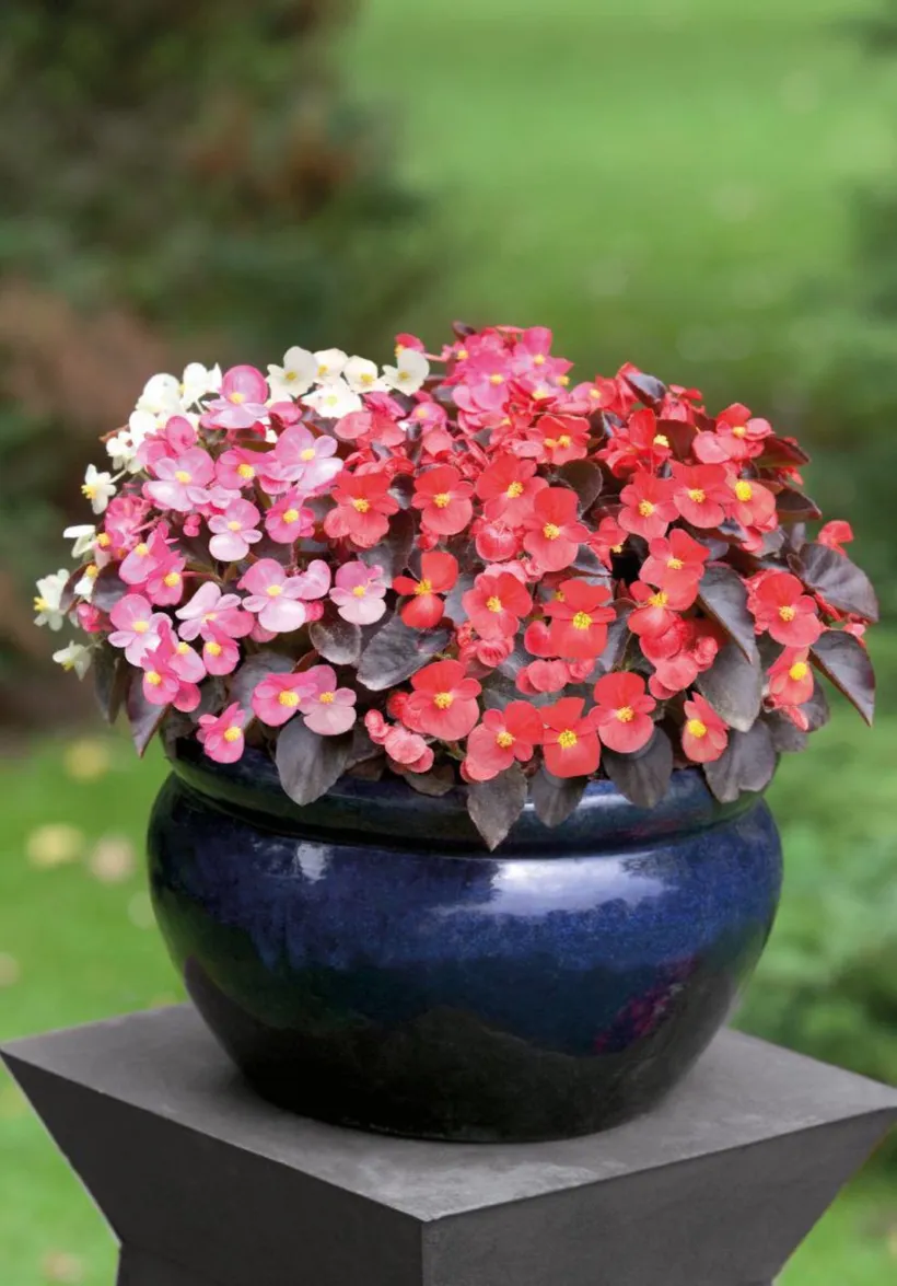 Begonia F1 Flor de Azúcar — imagen 4
