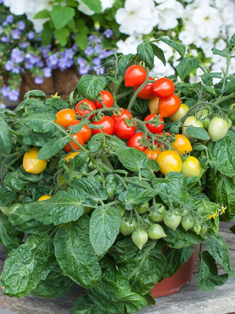Tomate Cherry F1 — imagen 4