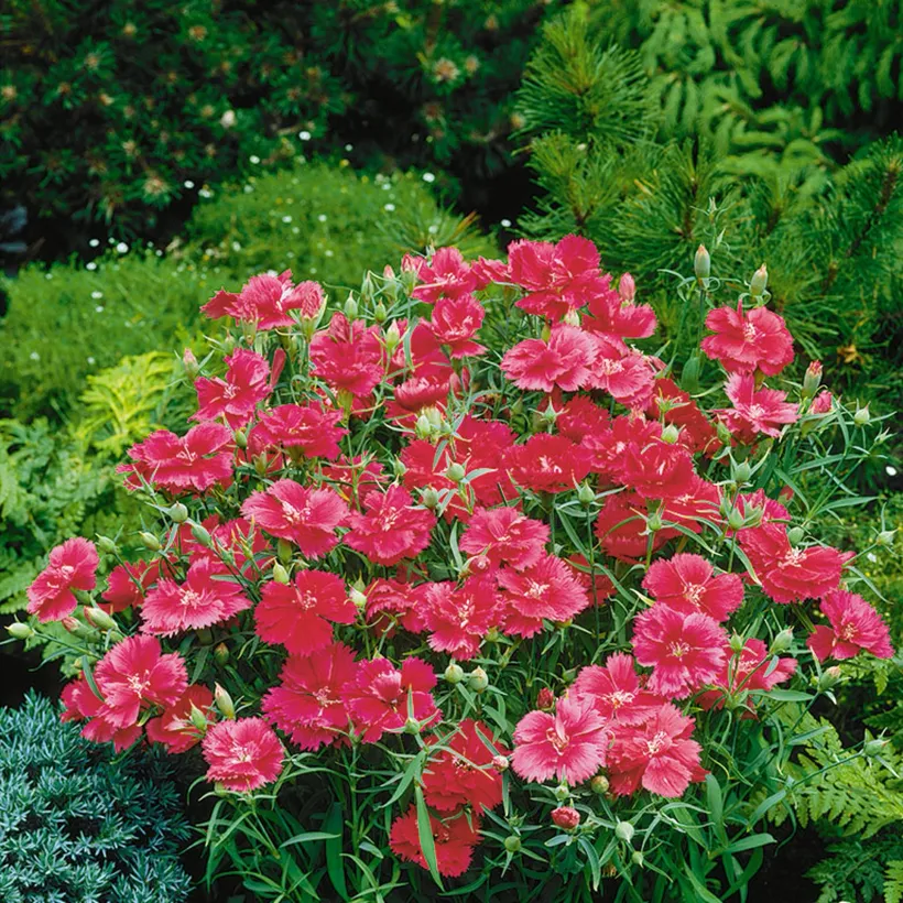 Clavelina F1 Chinensis Doble — imagen 4