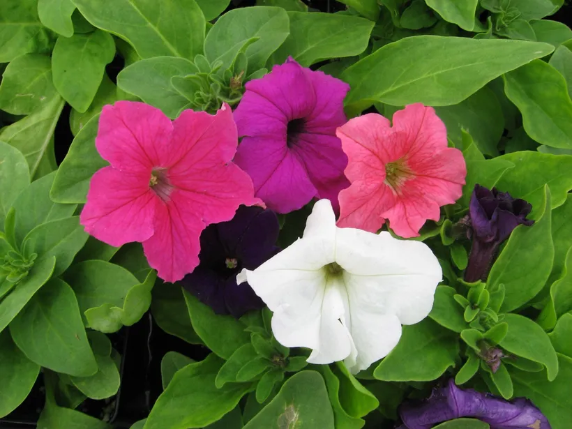 Petunia F1 Grandiflora Compacta — imagen 4