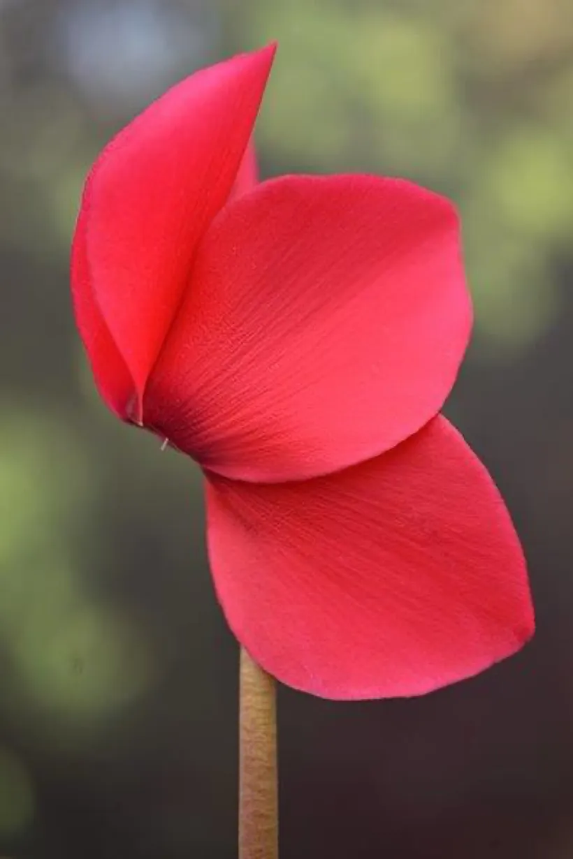 Cyclamen F1 — imagen 4