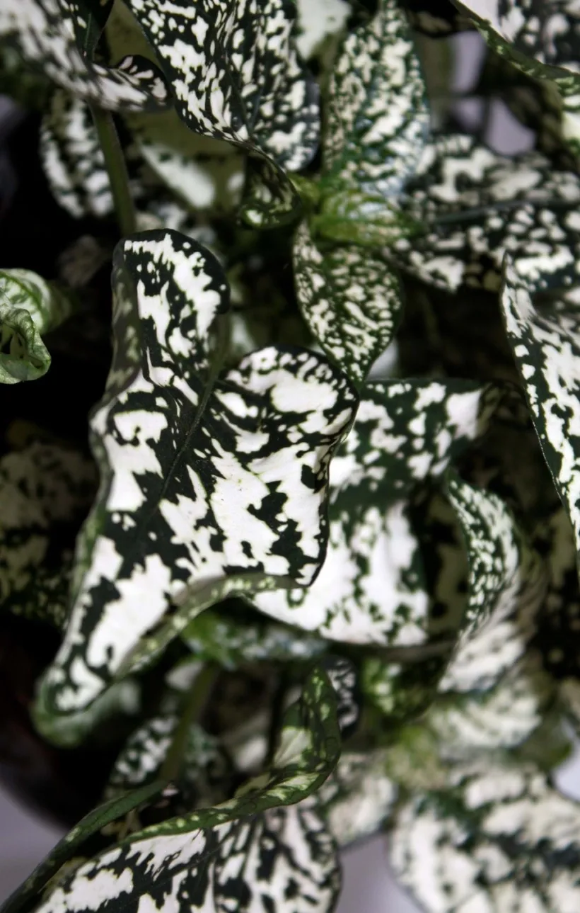Hypoestes — imagen 4