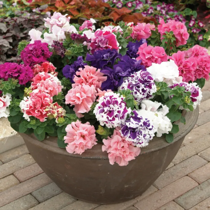 Petunia F1 Doble — imagen 4