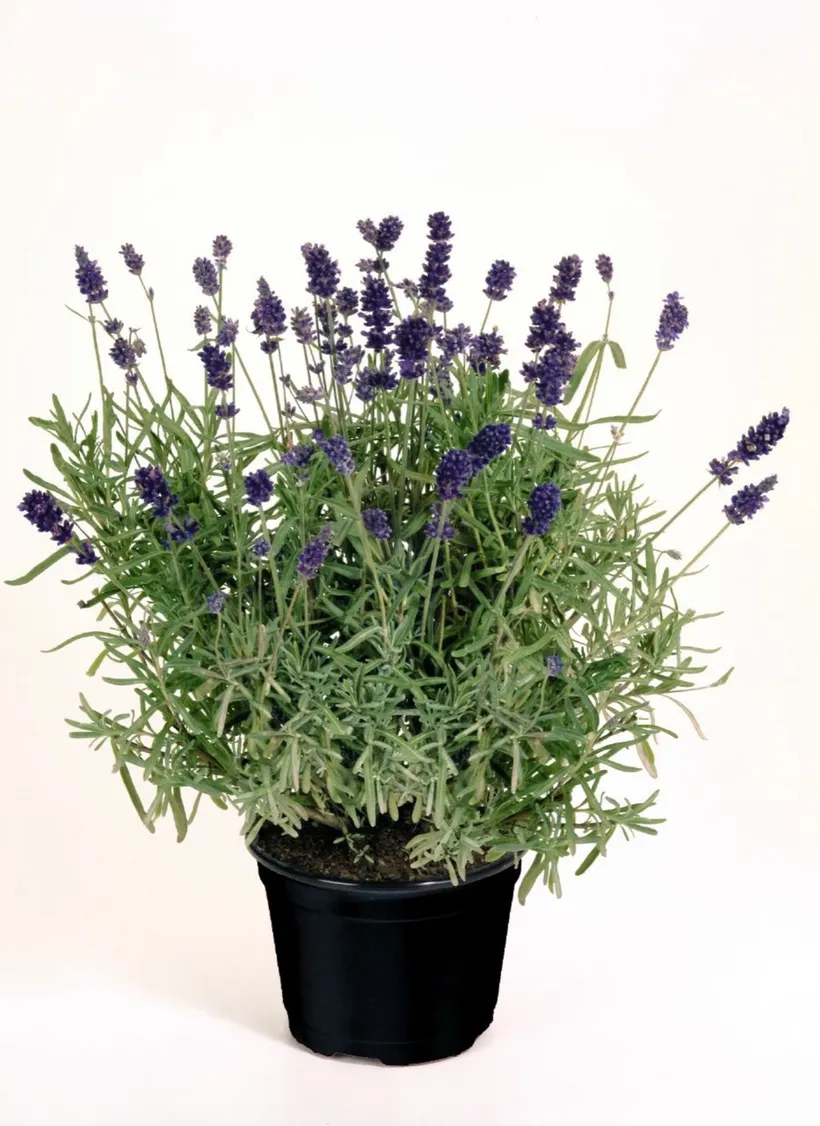 Lavanda Stoechas — imagen 4