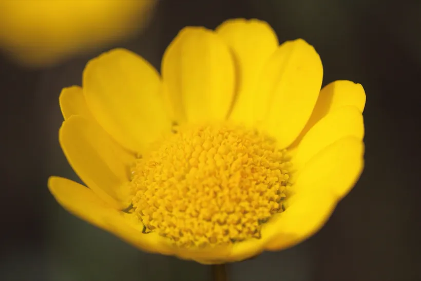 Chrysanthemum — imagen 4