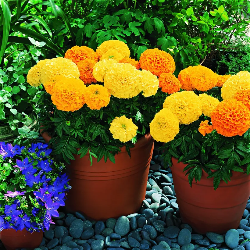 Tagetes F1 — imagen 4