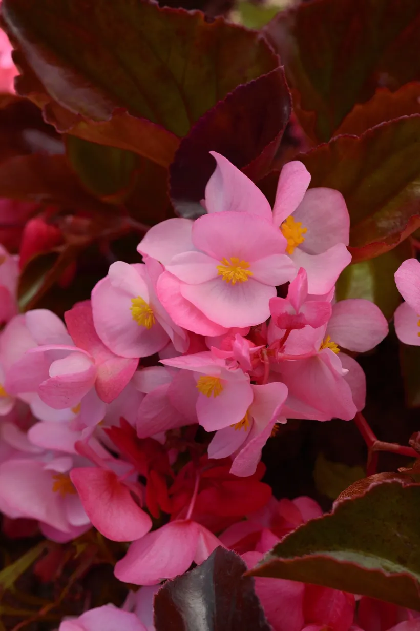 Begonia F1 Panamericana — imagen 4