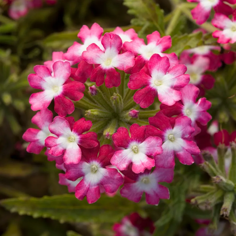 Verbena F1 — imagen 4