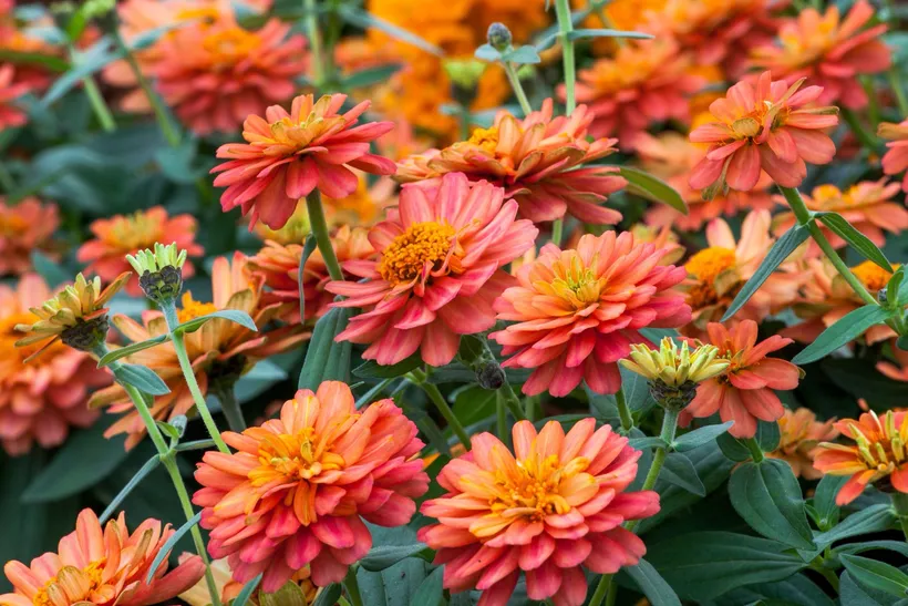 Zinnia Doble — imagen 4