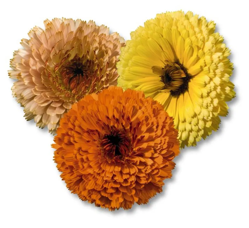 Calendula — imagen 4
