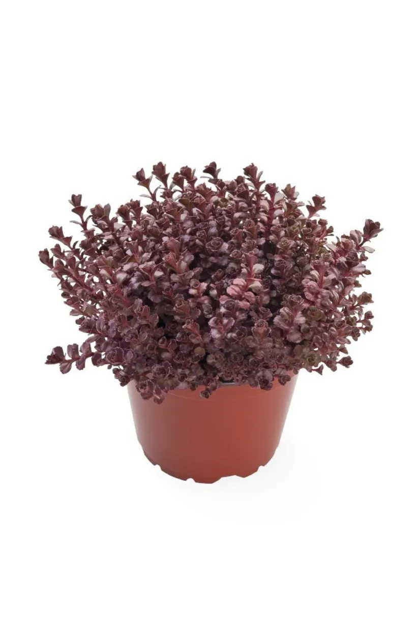 Sedum — imagen 5
