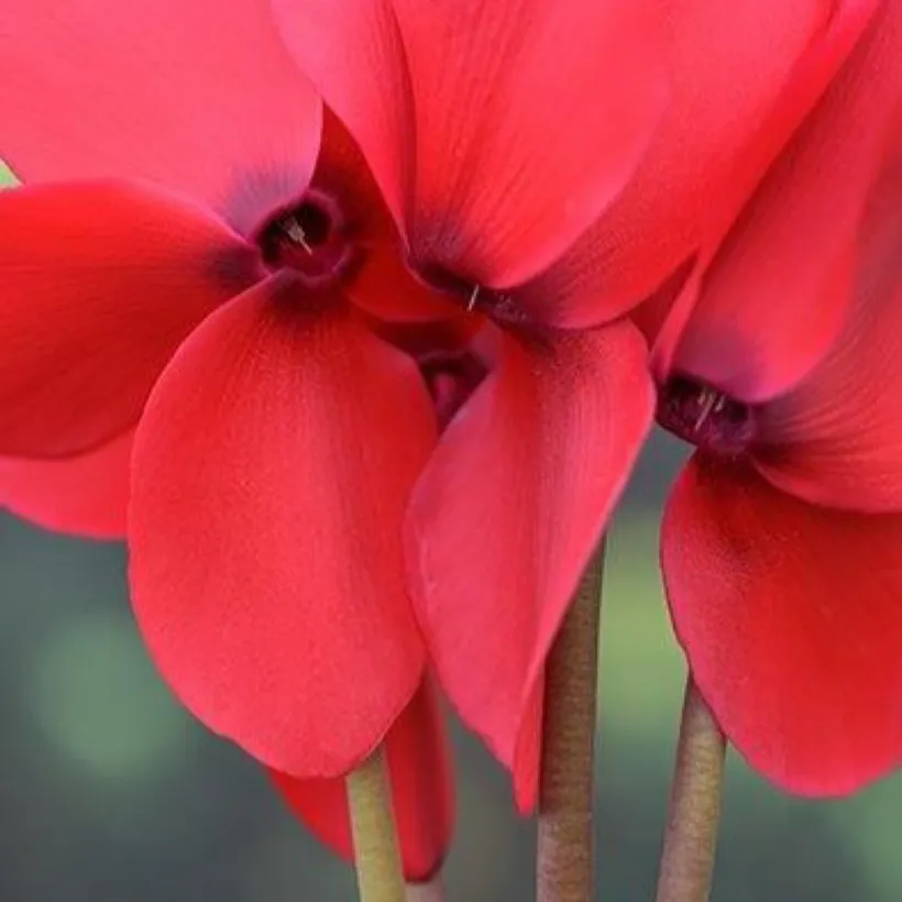 Cyclamen F1 — imagen 5