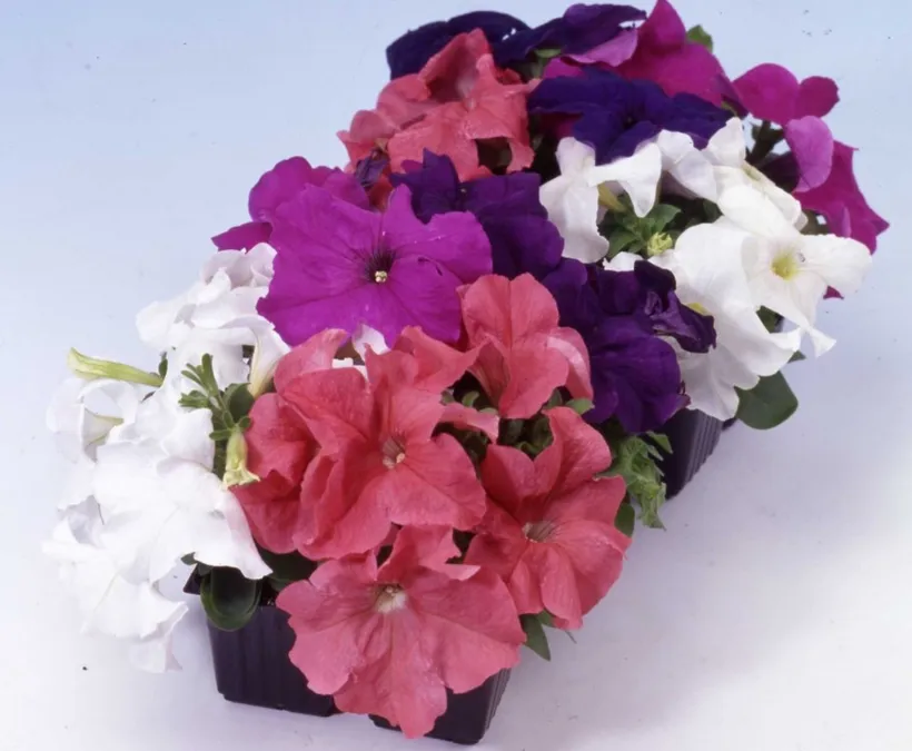 Petunia F1 Grandiflora Compacta — imagen 5