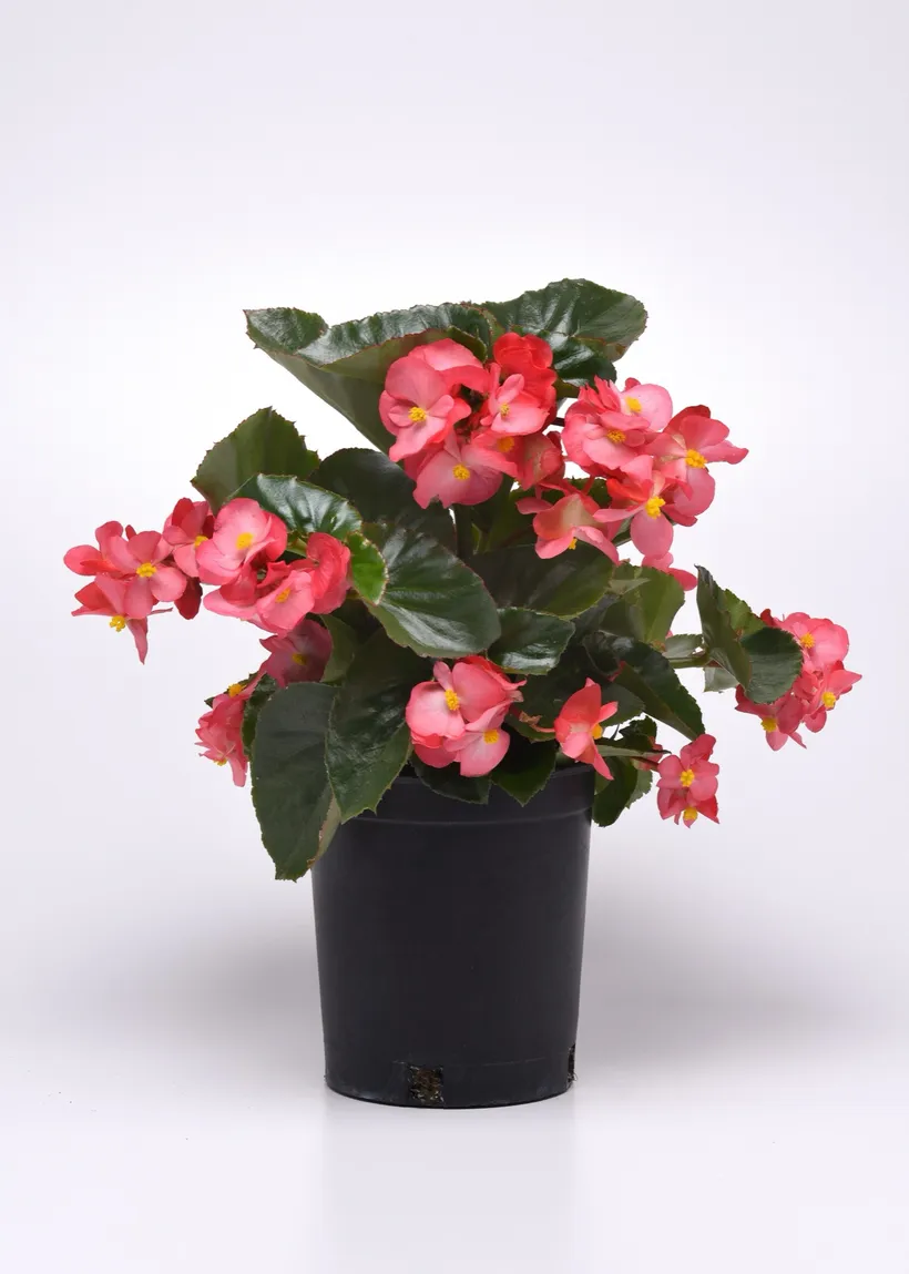 Begonia F1 Panamericana — imagen 5