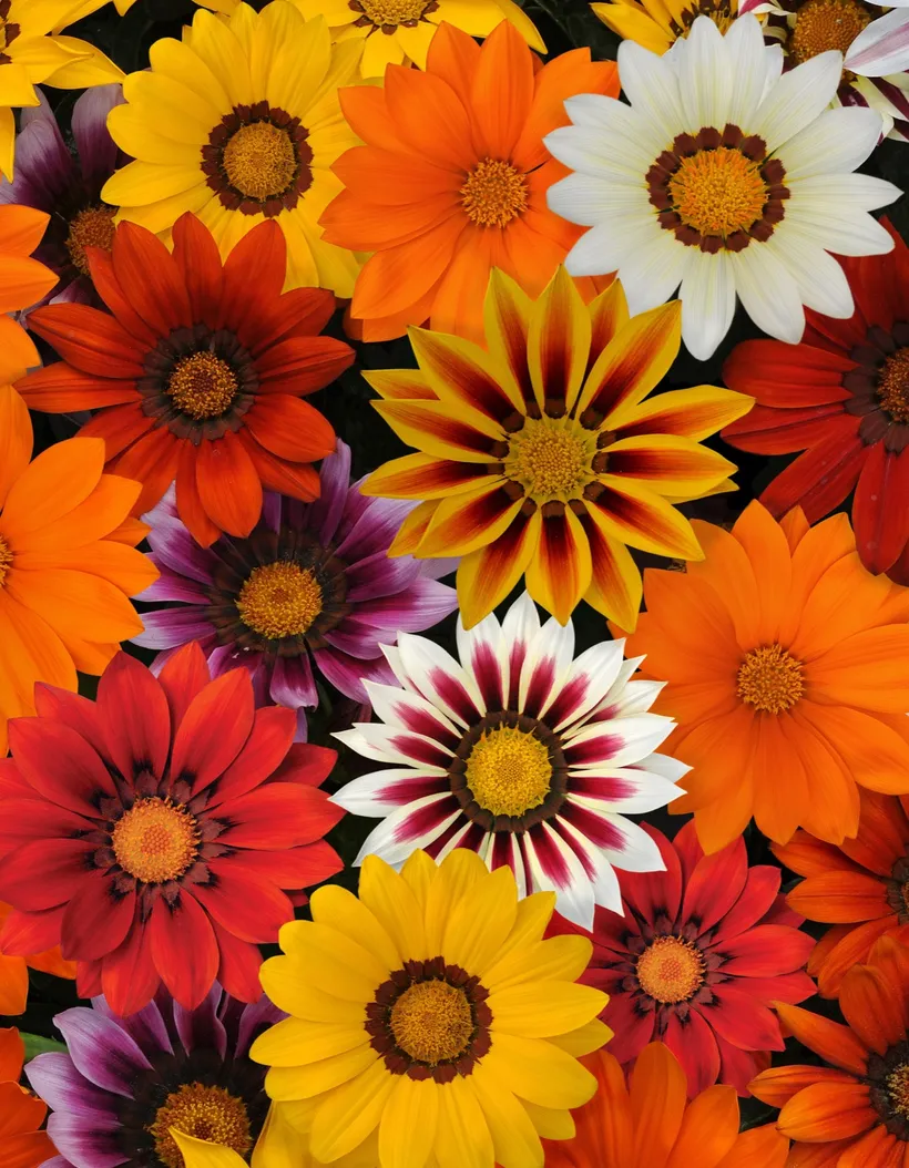 Gazania — imagen 5