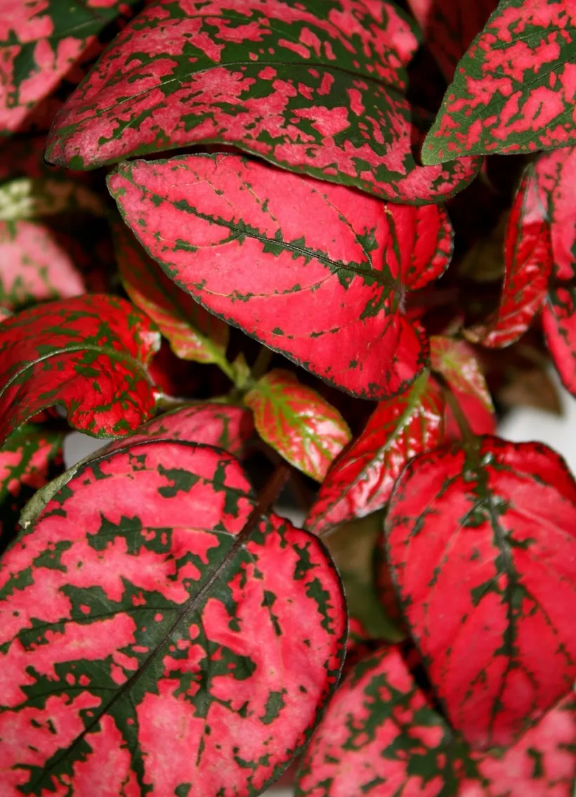 Hypoestes — imagen 5