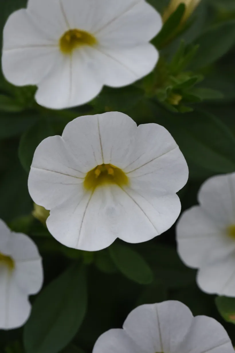 Calibrachoa F1 MP — imagen 5