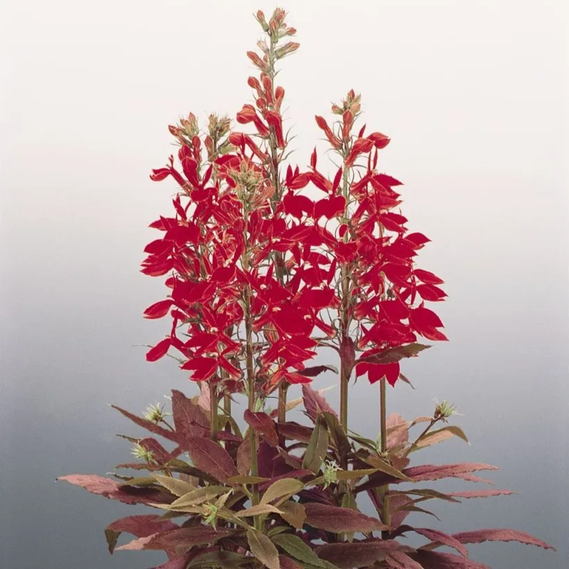 Lobelia F1 — imagen 5