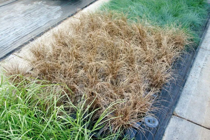 Carex — imagen 5