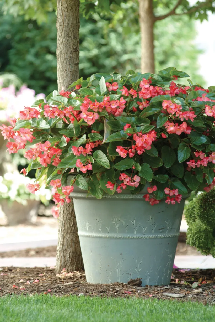 Begonia F1 Interespecífica — imagen 5
