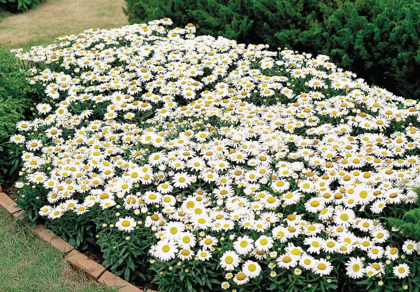 Chrysanthemum F1 — imagen 5