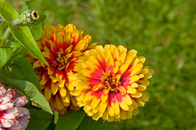 Zinnia — imagen 5