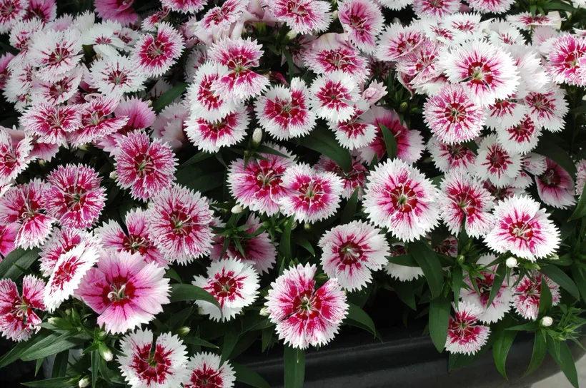 Clavelina F1 Chinensis — imagen 5