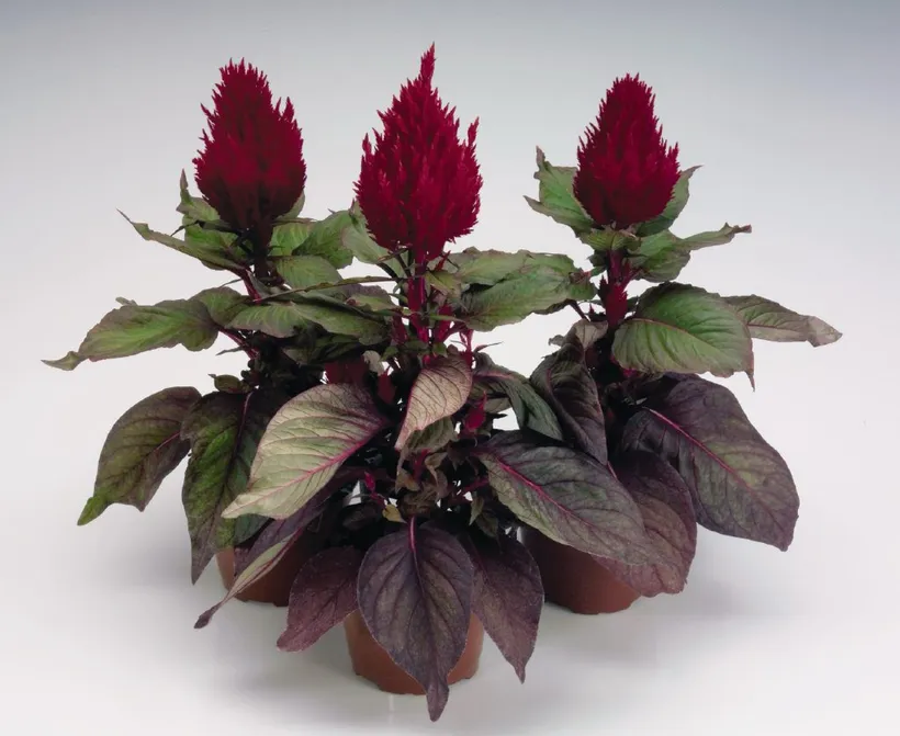 Celosia Plumosa — imagen 5