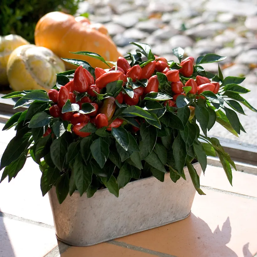 Pimiento F1 de Adorno — imagen 5