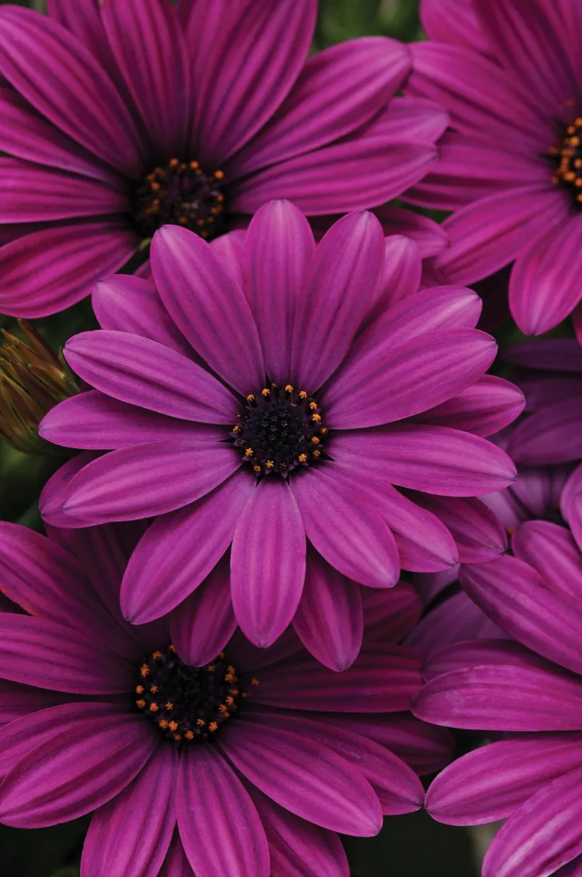 Osteospermum F1 — imagen 5