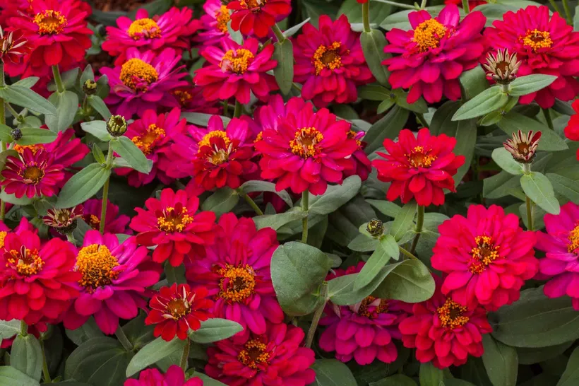 Zinnia Doble — imagen 5