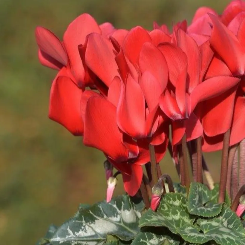 Cyclamen F1 — imagen 6