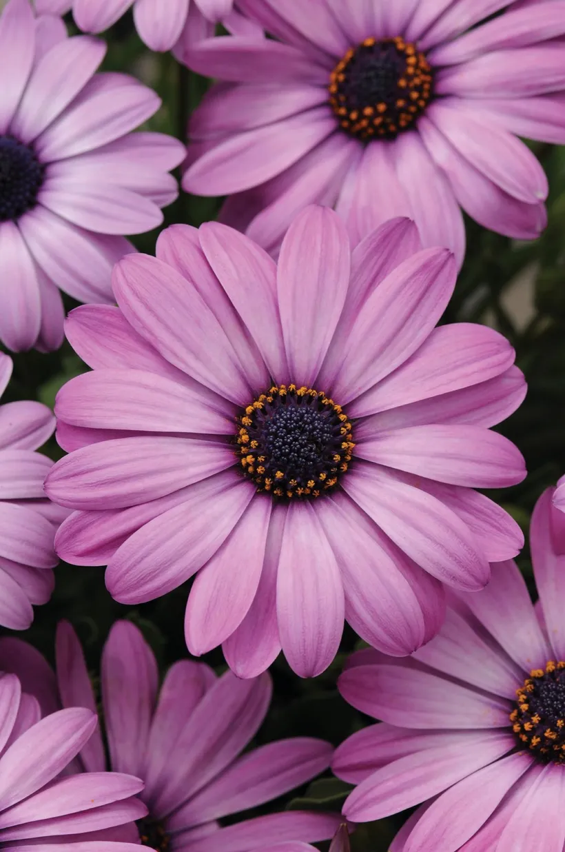 Osteospermum F1 — imagen 6