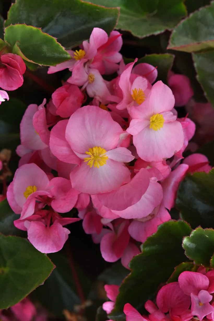 Begonia F1 Panamericana — imagen 6