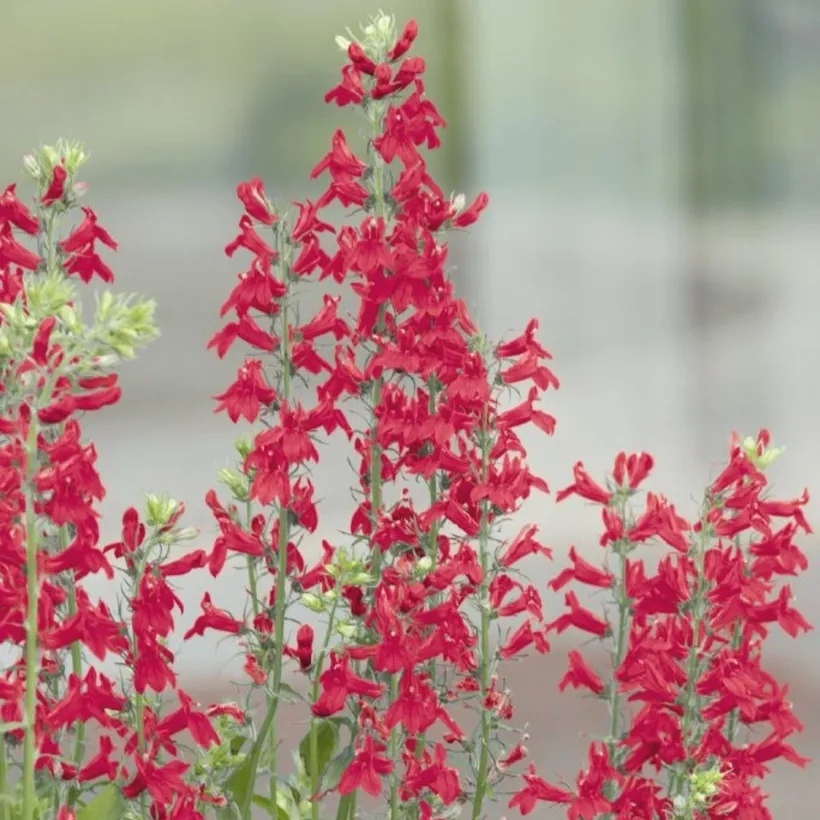 Lobelia F1 — imagen 6