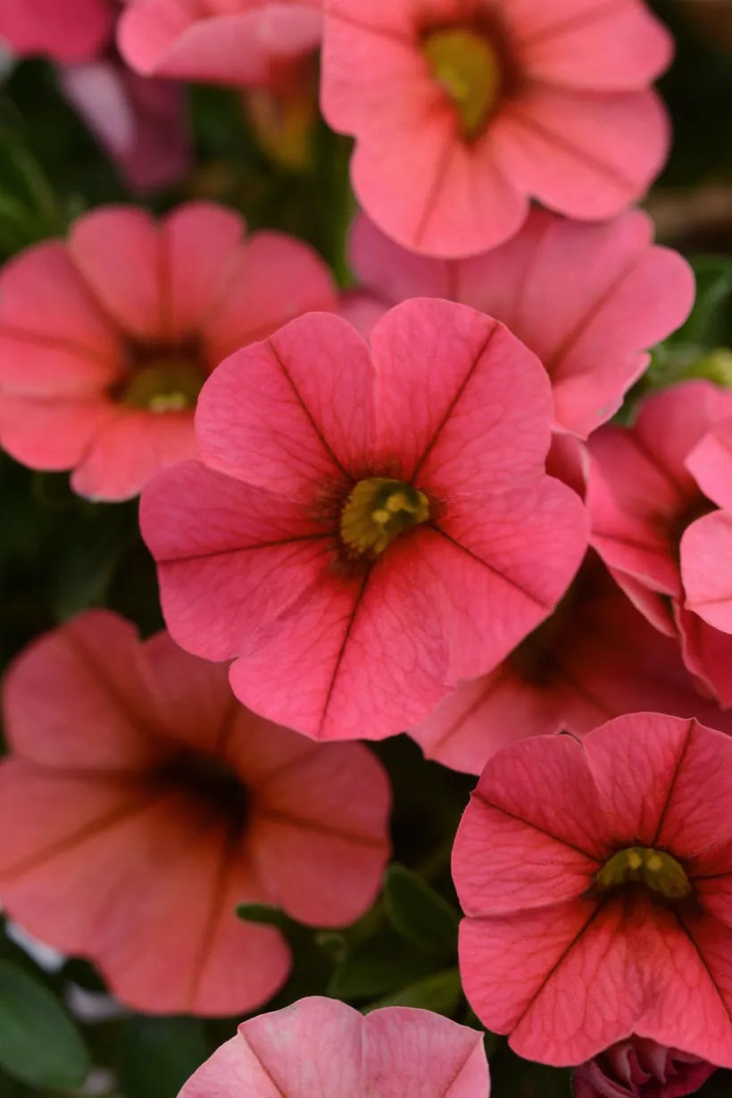 Calibrachoa F1 MP — imagen 6