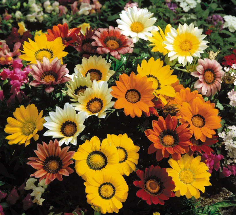 Gazania — imagen 6
