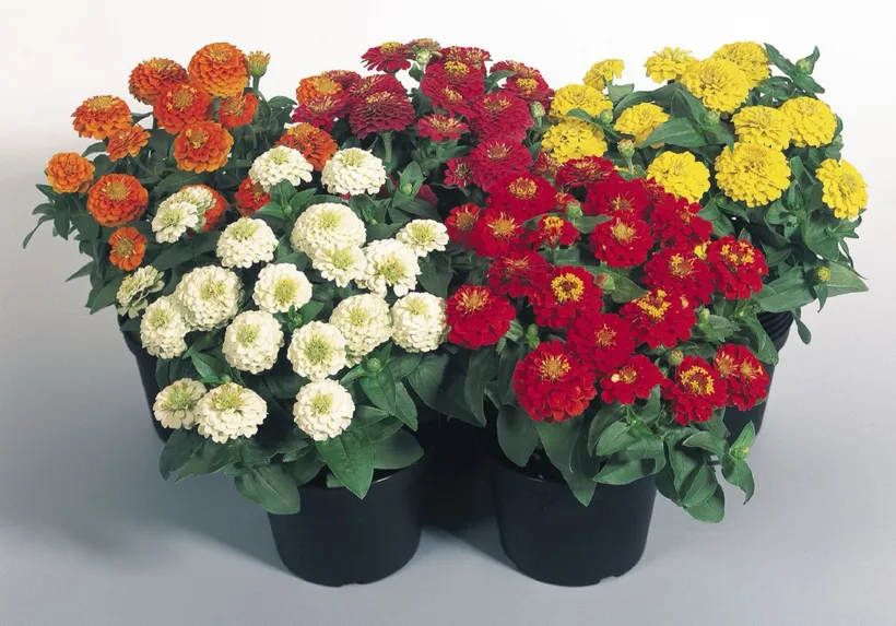 Zinnia Doble — imagen 6