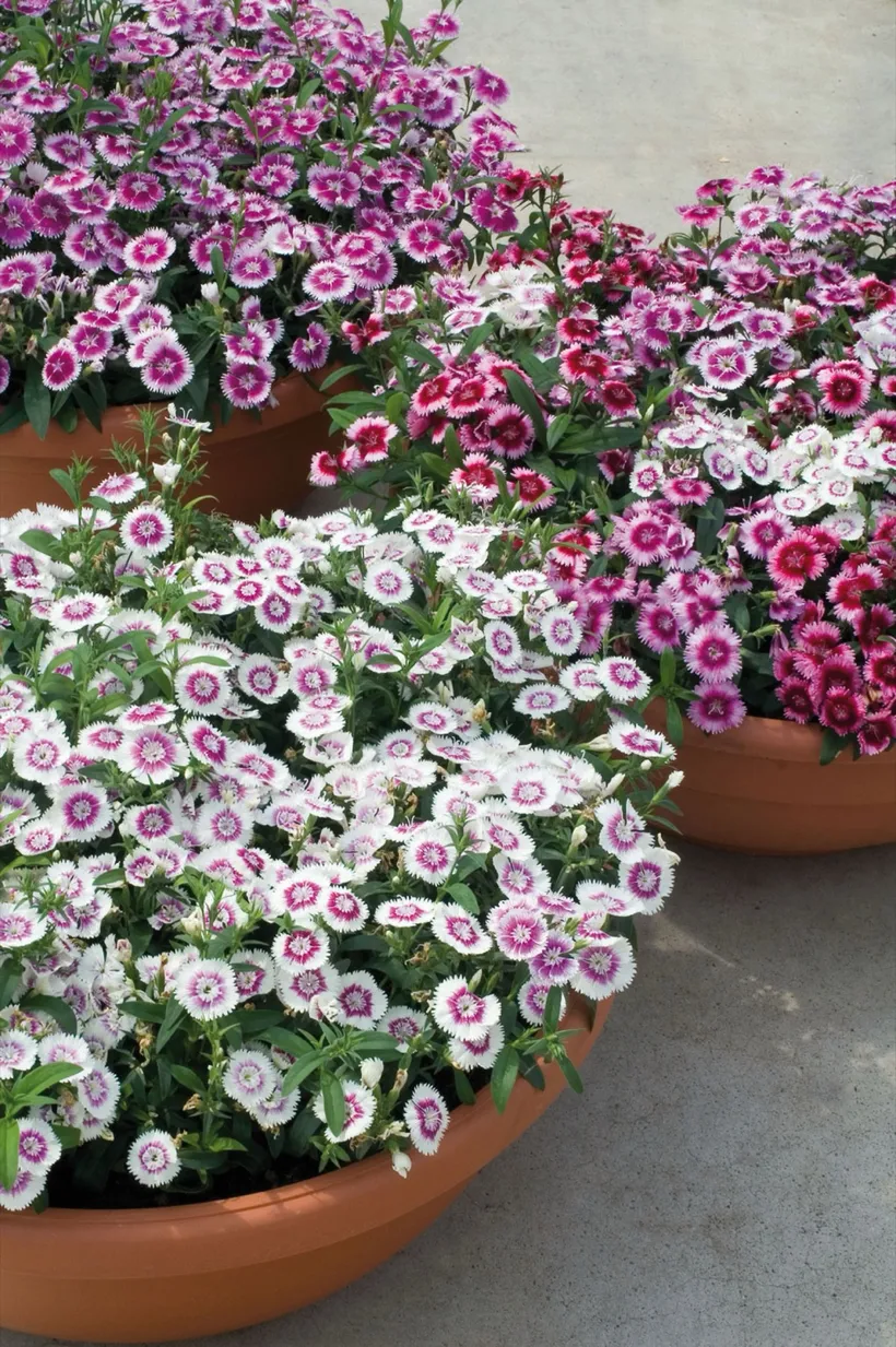 Clavelina F1 Chinensis — imagen 6