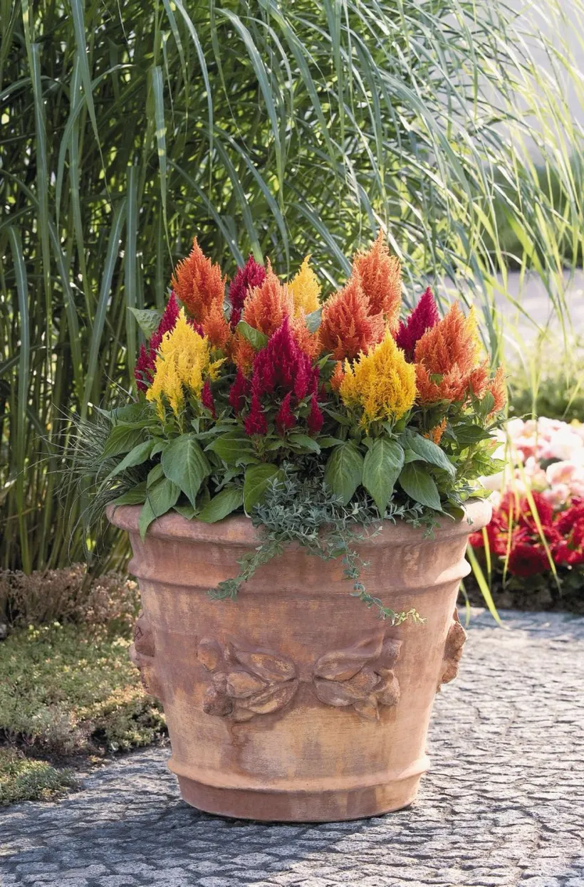 Celosia Plumosa — imagen 6
