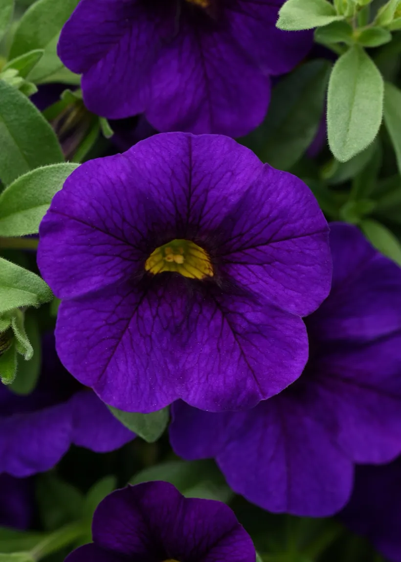 Calibrachoa F1 MP — imagen 7