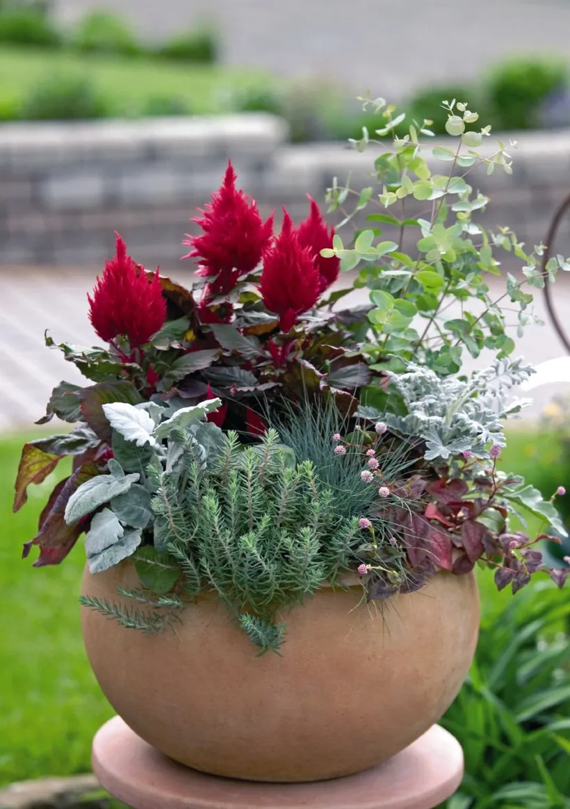 Celosia Plumosa — imagen 7