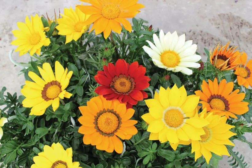 Gazania — imagen 7