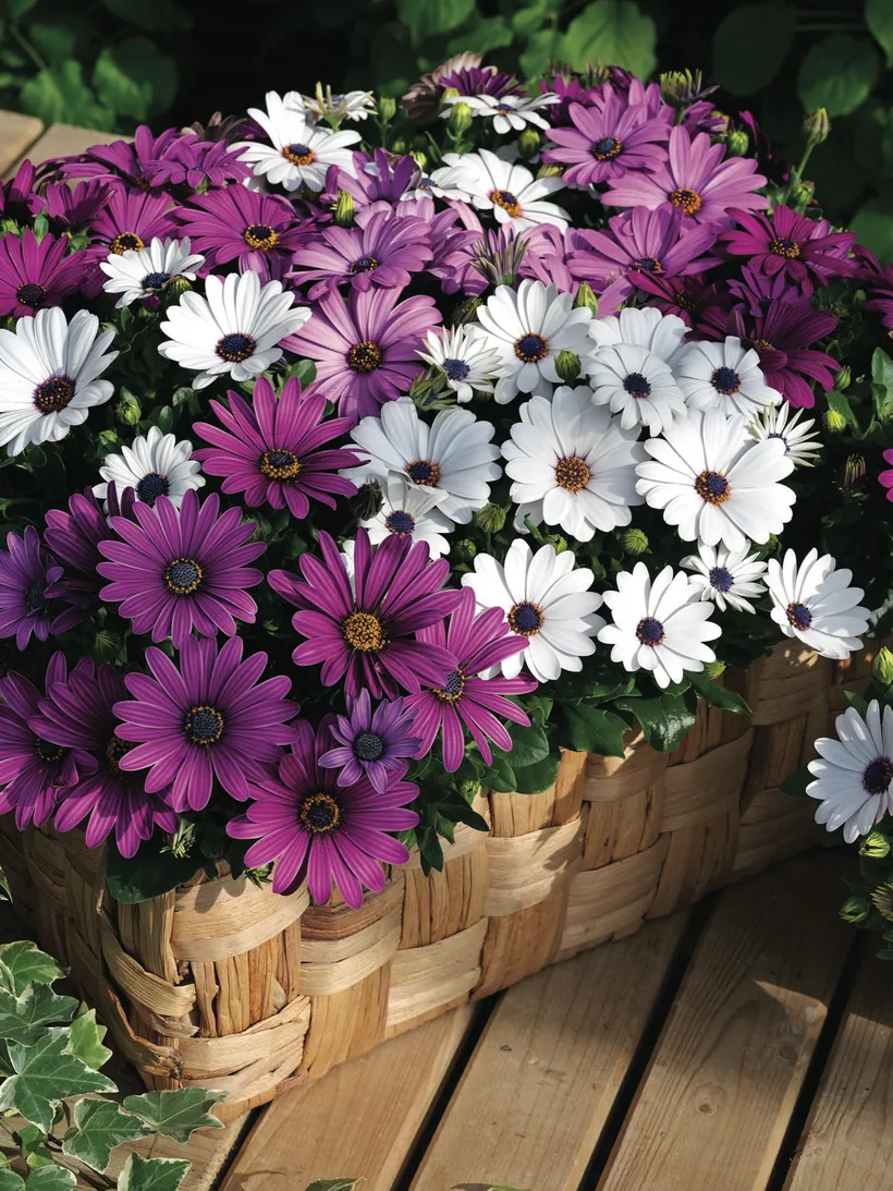 Osteospermum F1 — imagen 7