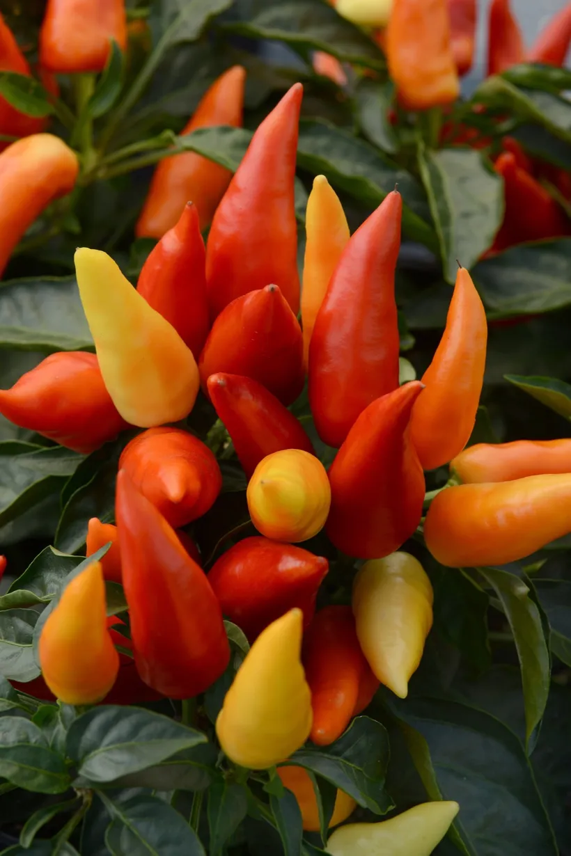 Pimiento F1 de Adorno — imagen 8