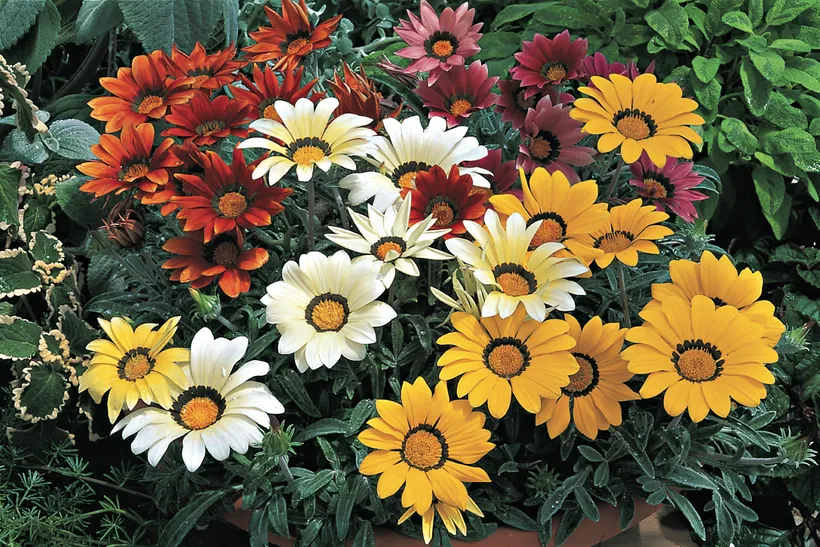 Gazania — imagen 8