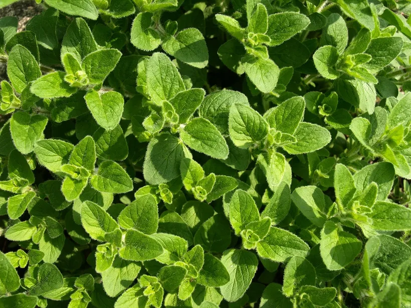 Plantines de la categoría Aromáticas y hortícolas