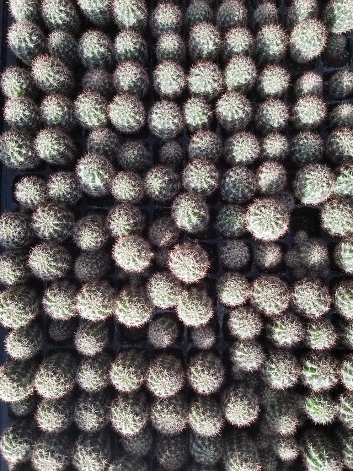 Colección Cactus y suculentas
