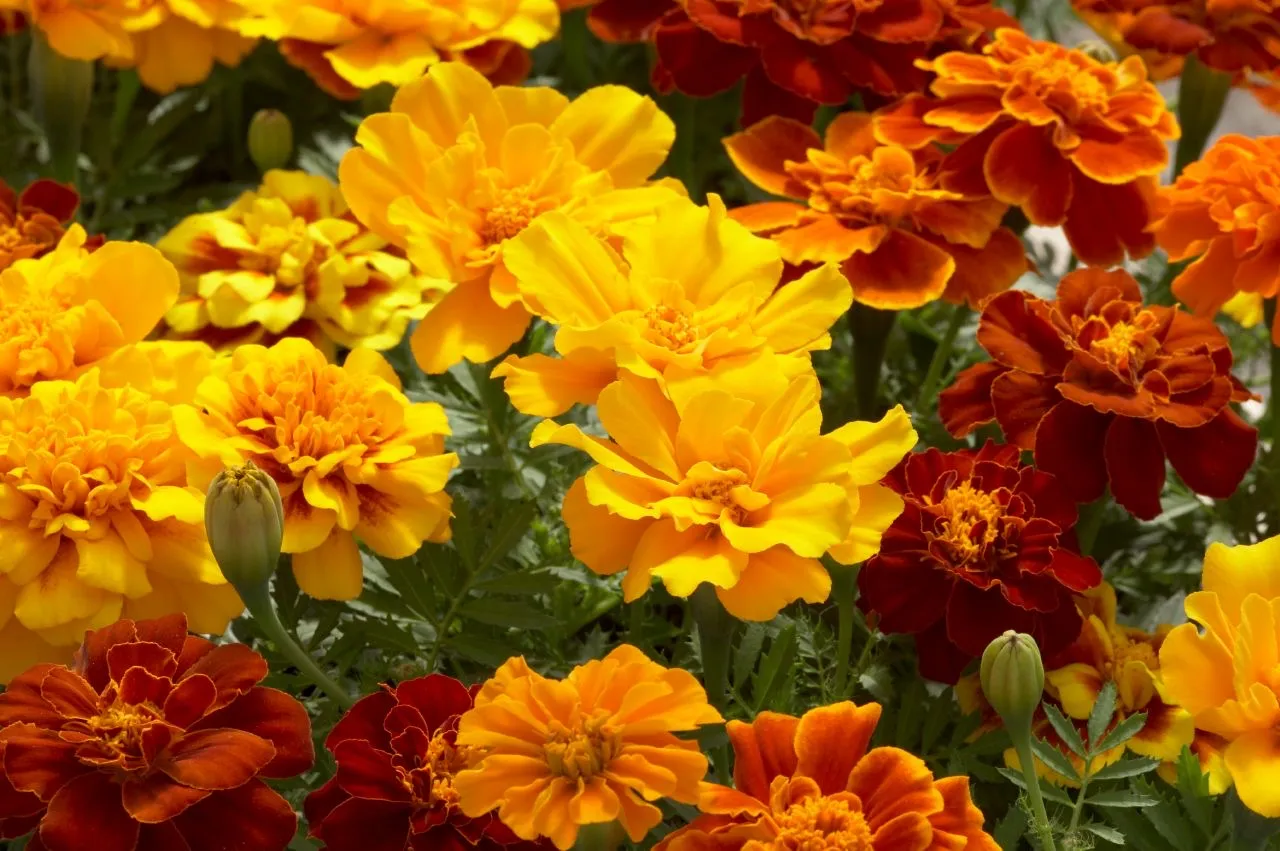 Colección Florales