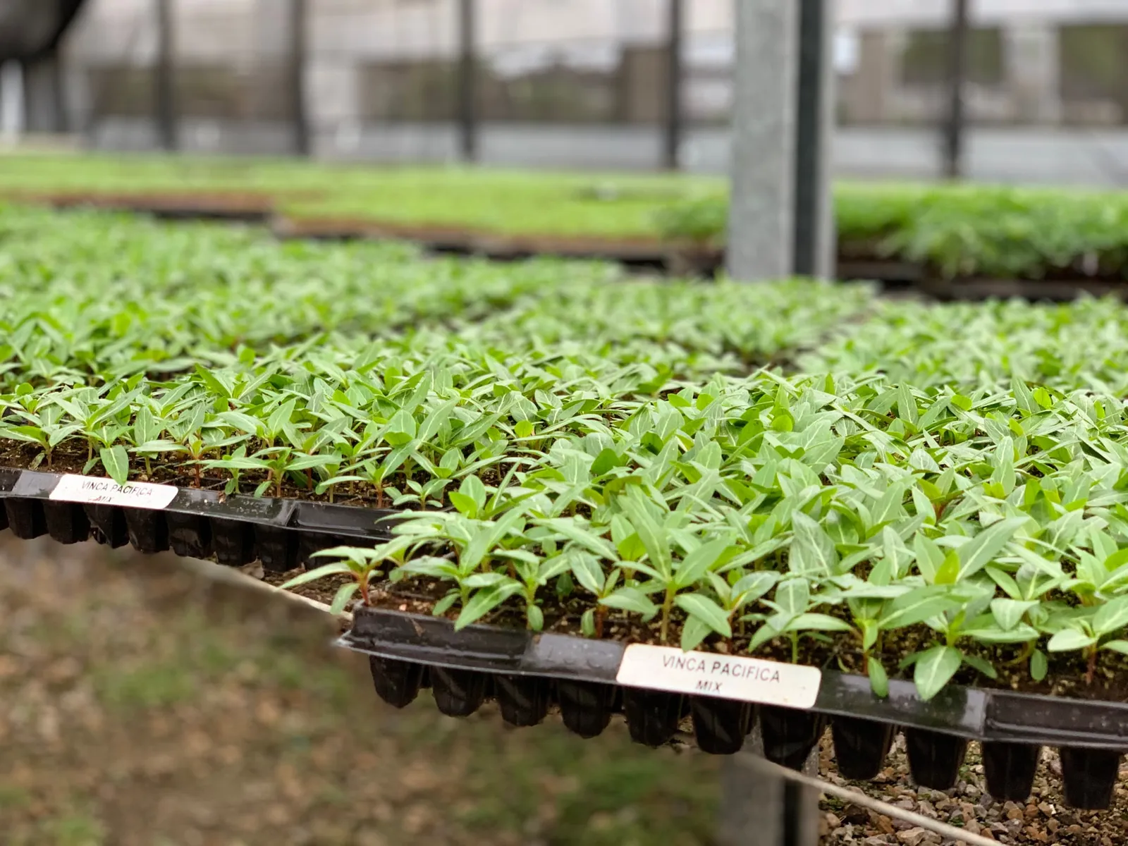 Invernadero de producción de Argenplugs